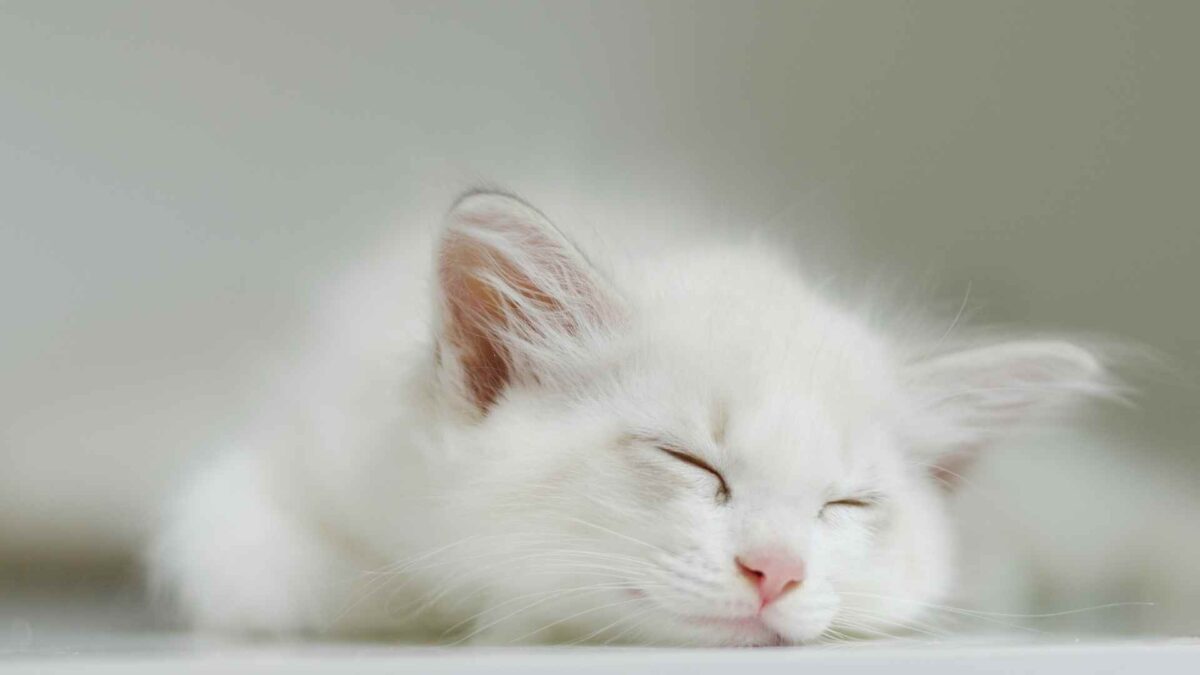 415 Hello Kitty Usernames That Will Add Whimsy