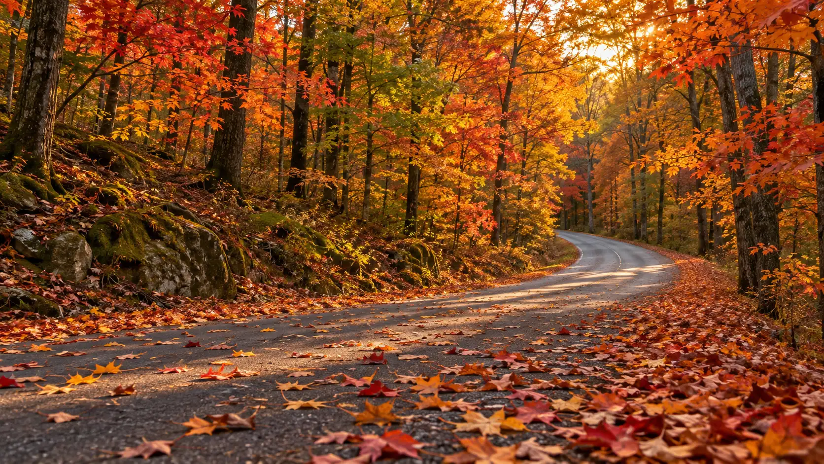 A leaf-covered road curves through a brilliant autumn maple forest.