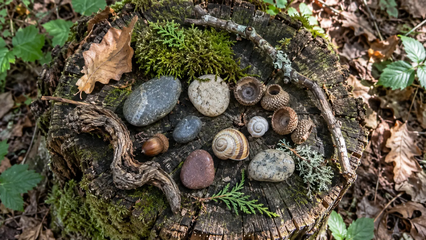 Forest found objects for 315 Goblincore Usernames for Mossy, Mischievous Vibes trivia