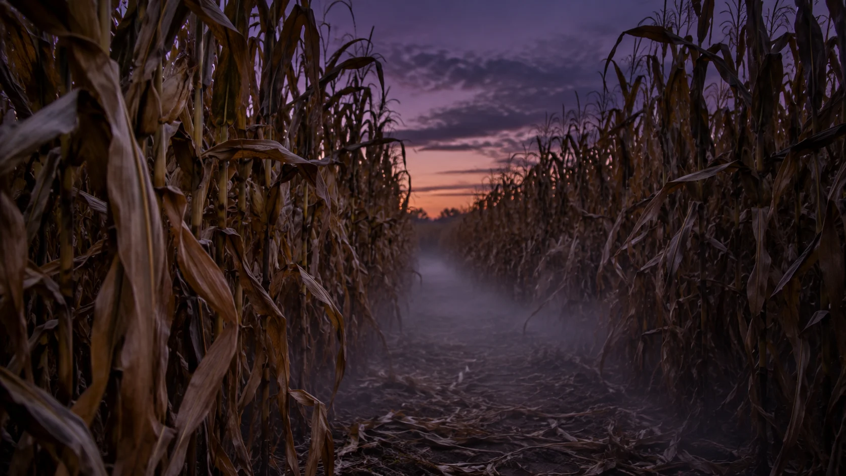 Ground fog drifts along an empty corn maze path at dusk.